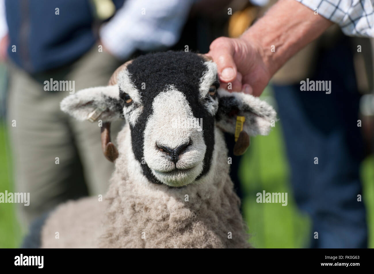L'agricoltore che mostra una pecora Swaledale a uno spettacolo agricolo, Cumbria, Regno Unito. Foto Stock