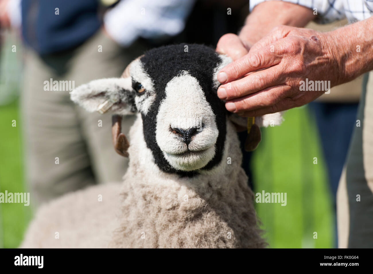 L'agricoltore che mostra una pecora Swaledale a uno spettacolo agricolo, Cumbria, Regno Unito. Foto Stock