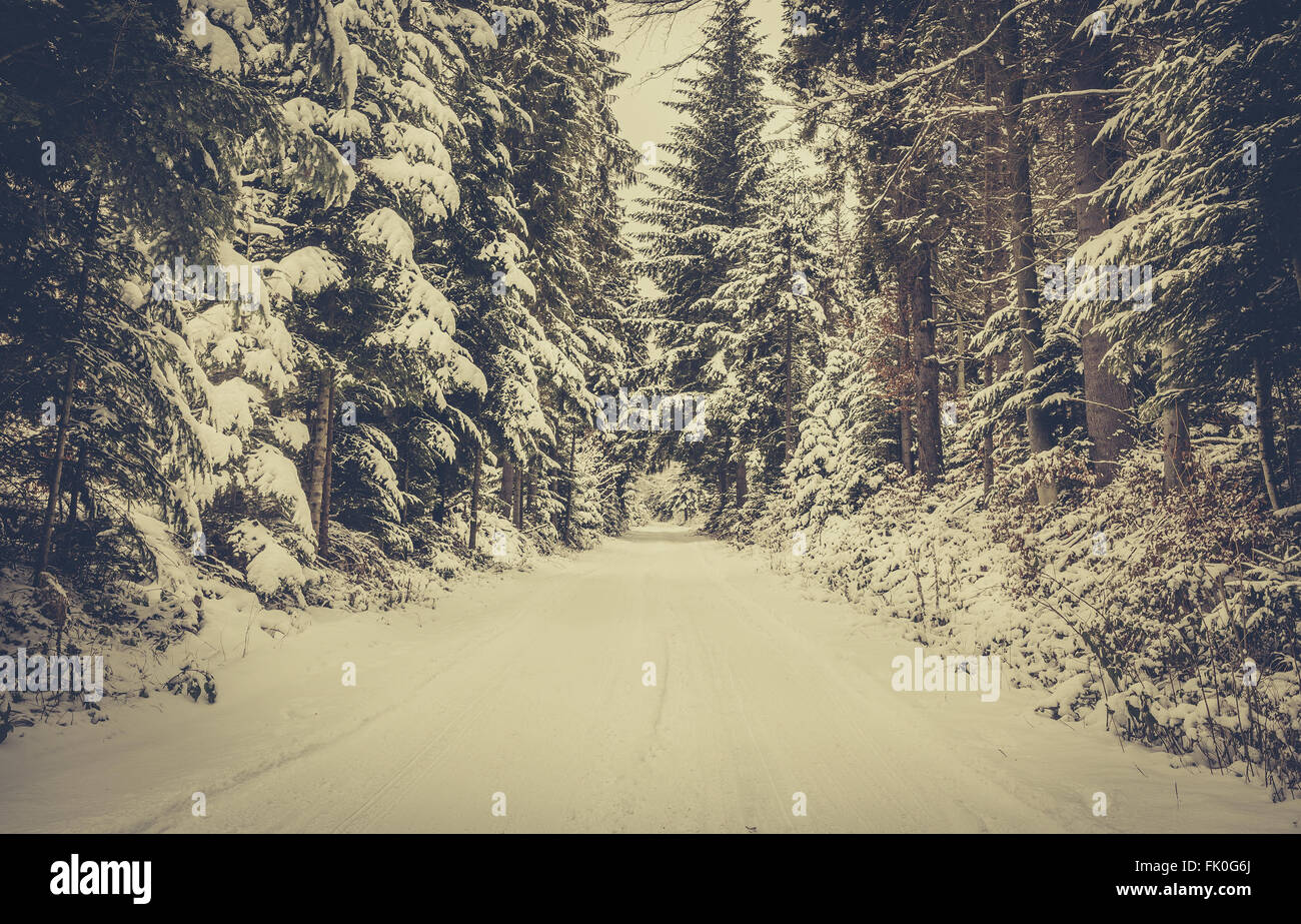 Paesaggio invernale. Strada coperta di neve in una fitta foresta. Foto Stock