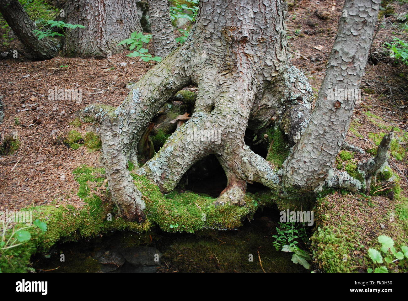 Awesome tronco di albero con acqua che fluisce attraverso di esso Foto Stock