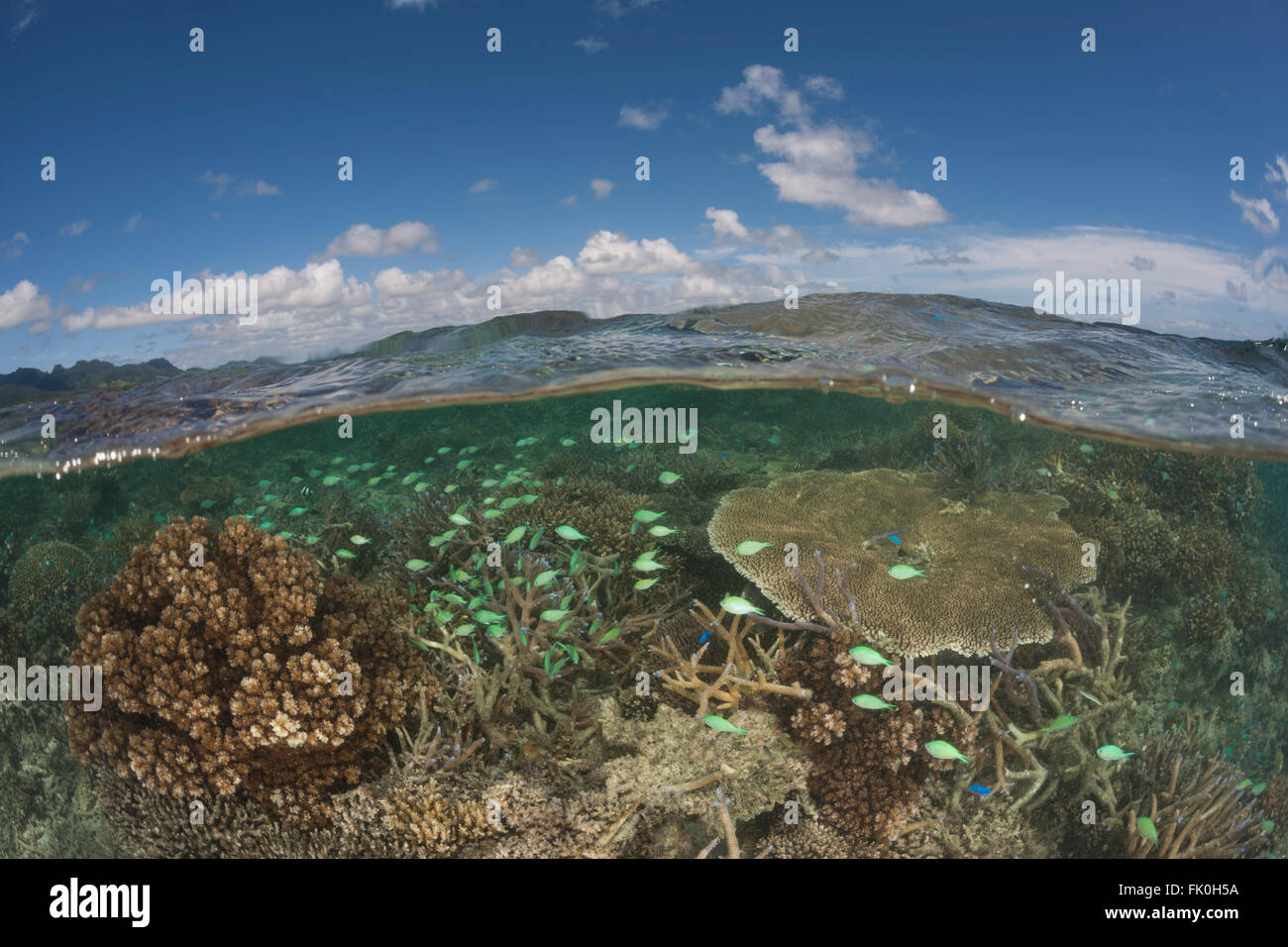 Sana le barriere coralline con abbondante vita marina in tambo o aree marine protette - split livello. Foto Stock