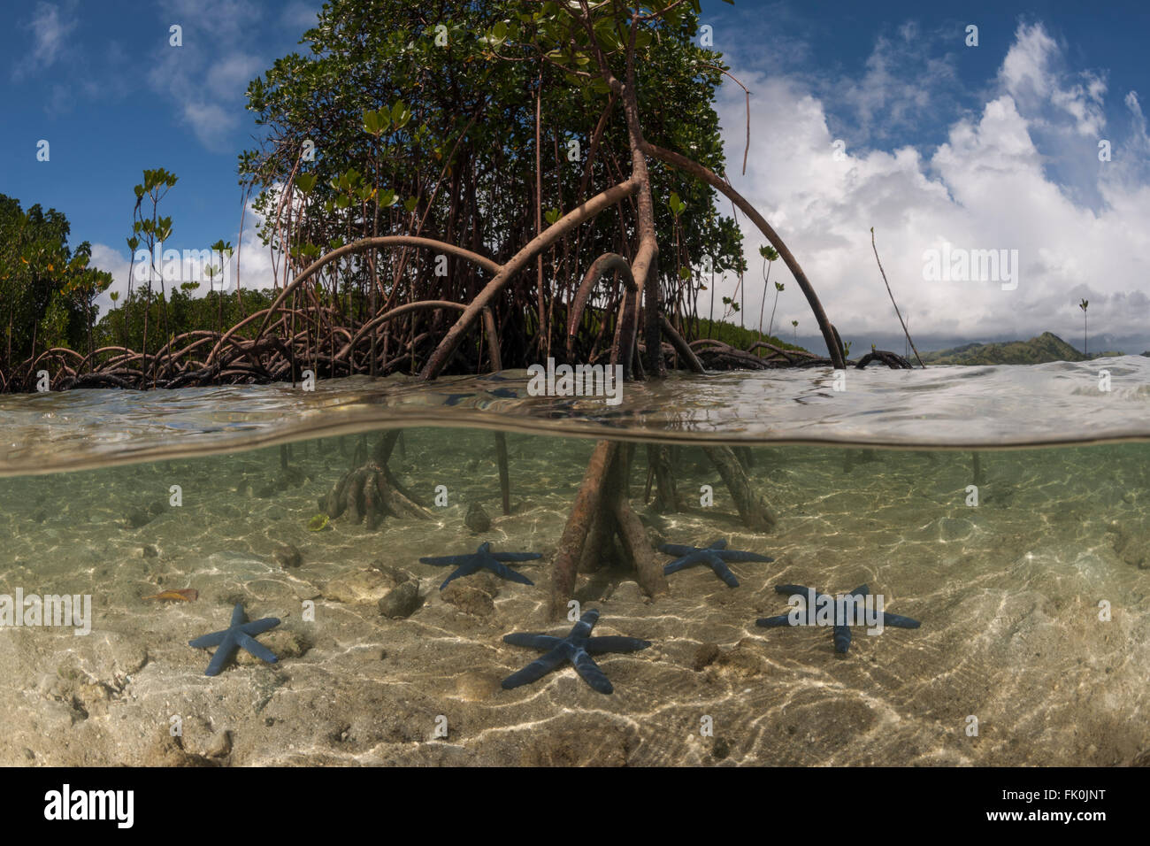 A livello diviso - blue starfish (Linckia laevigata) sparsi in shallow sabbie bianche e un albero di mangrovie con le sue radici aeree Foto Stock