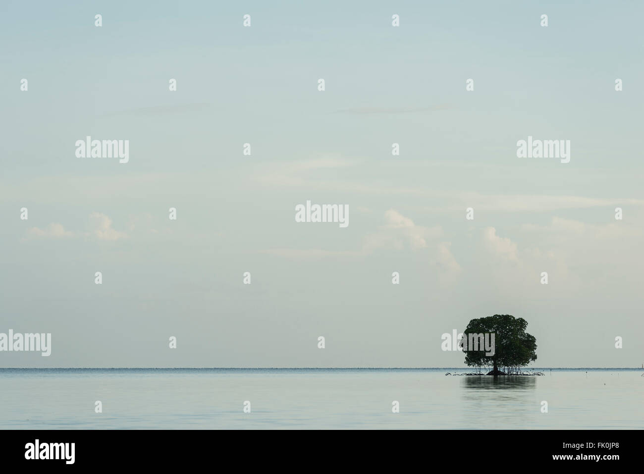 Solitaria, alberi di mangrovia dalla costa di Nukusa Island Resort. Foto Stock