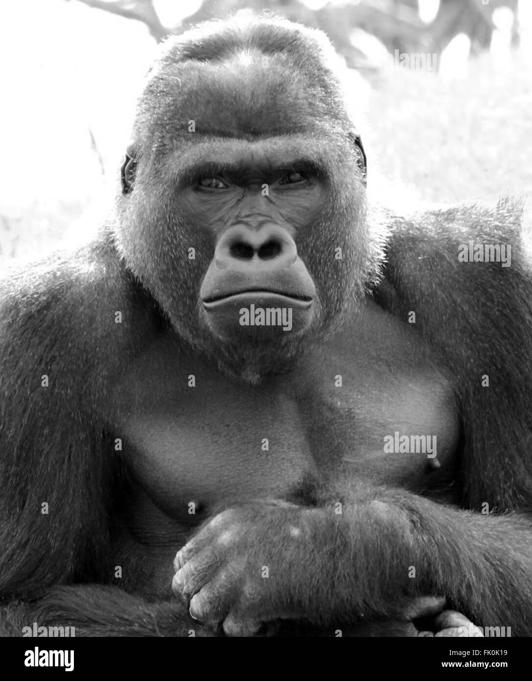 Il corpo e il viso di un silverback western pianura gorilla fino vicino Foto Stock