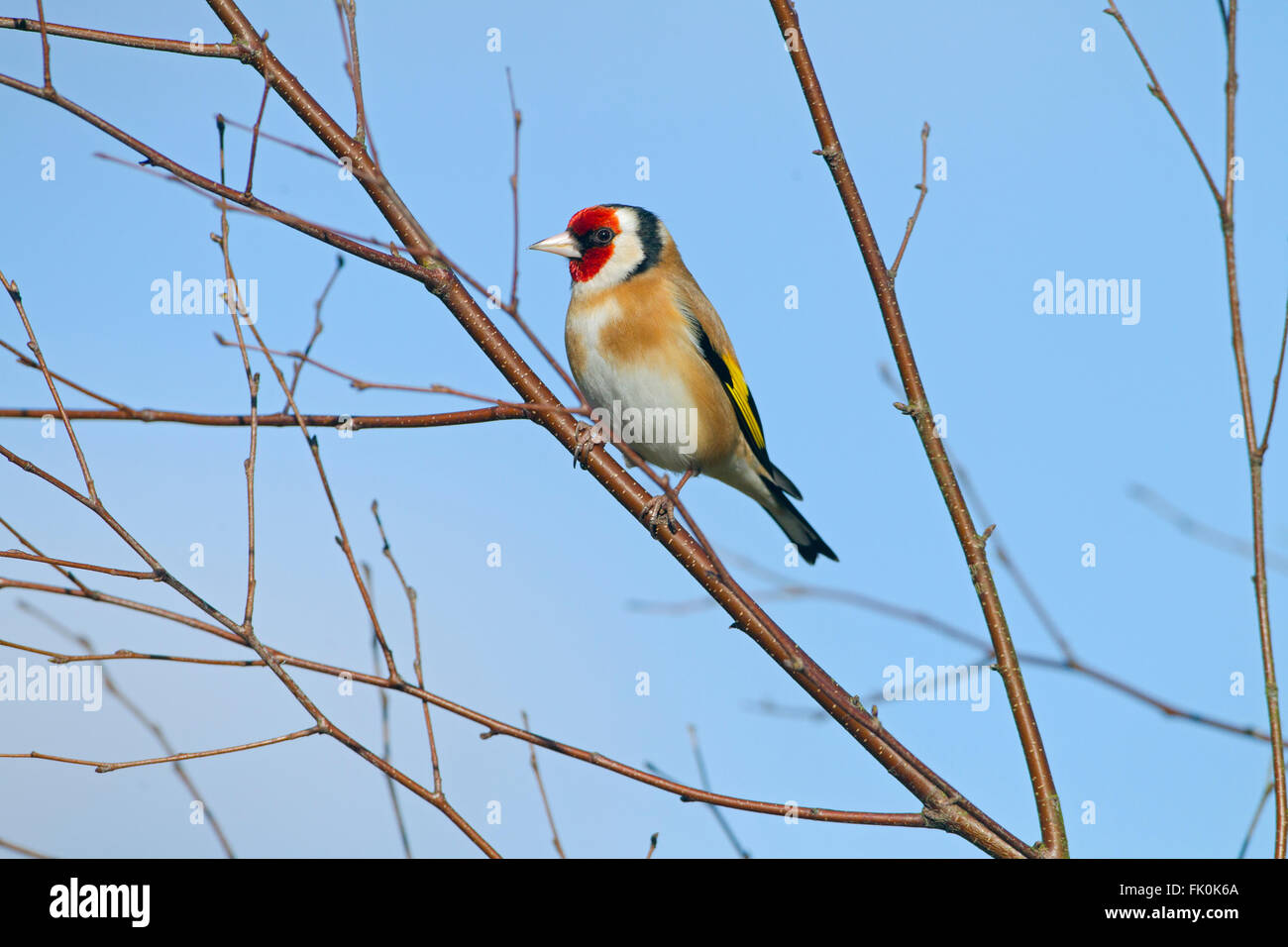 Cardellino Carduelis carduelis in inverno su argento betulla contro un cielo blu Foto Stock