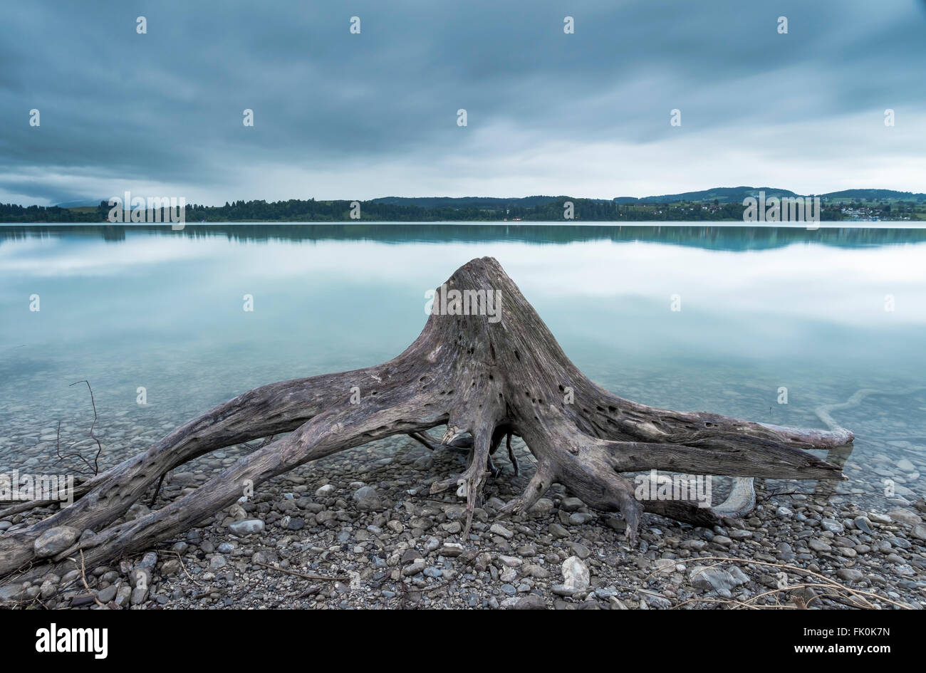 Un ceppo di albero sagomato come un polipo sulla riva del lago di Forggensee. Foto Stock