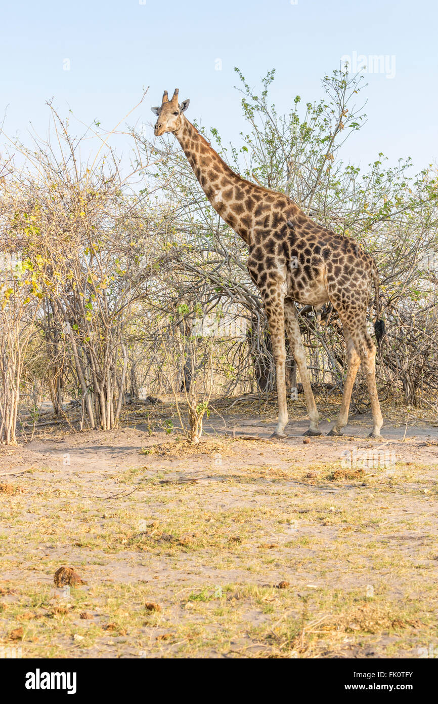 Giraffa meridionale (Giraffa camelopardalis) vicino Zarafa Camp, Selinda Riserva, Okavango Delta, il Kalahari, nel nord del Botswana Foto Stock