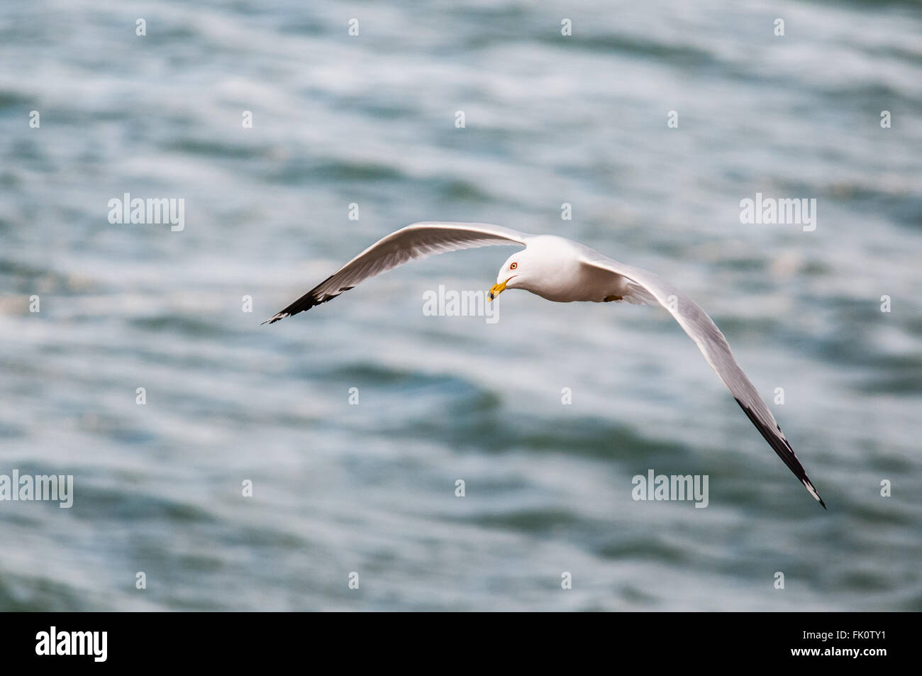 Un anello di Gabbiano fatturati (Larus delawarensis) vola basso sopra il lago di Mosè, Washington, Stati Uniti. Foto Stock