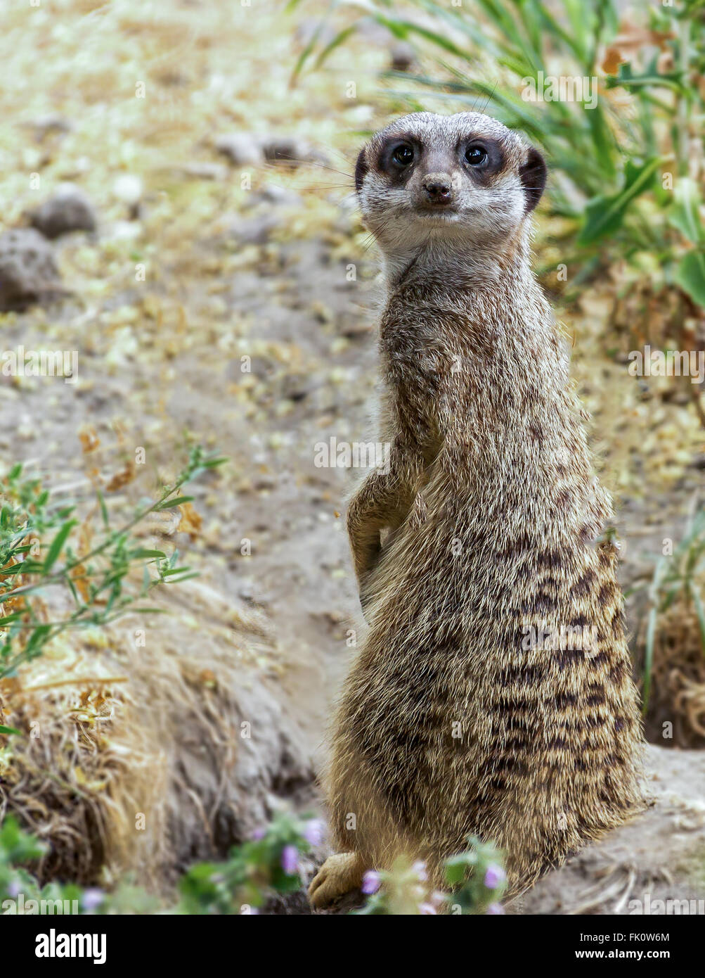 Un avviso Meerkat dalla sua tana Foto Stock