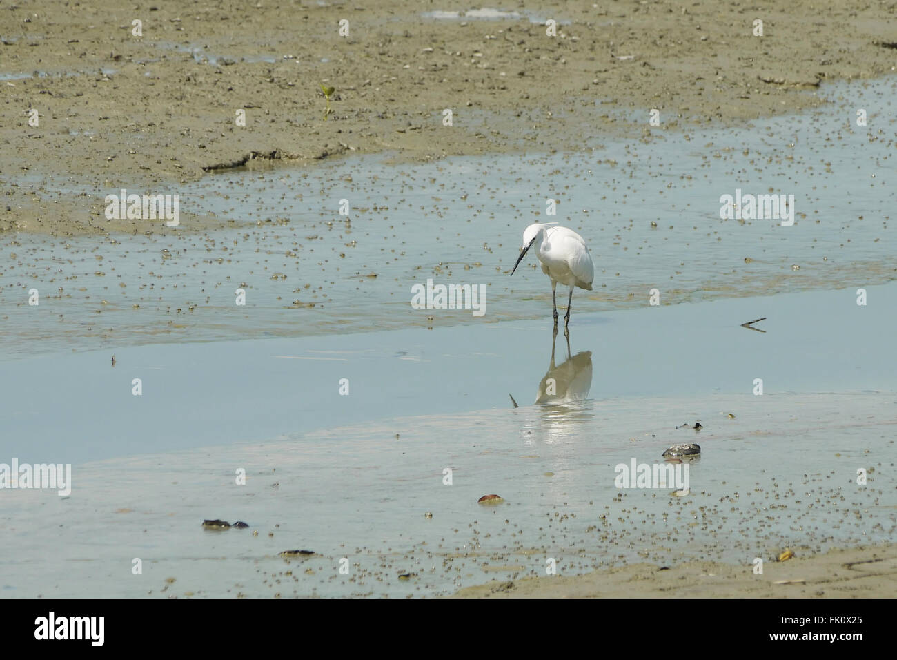 Ritratto di un grande airone bianco Foto Stock