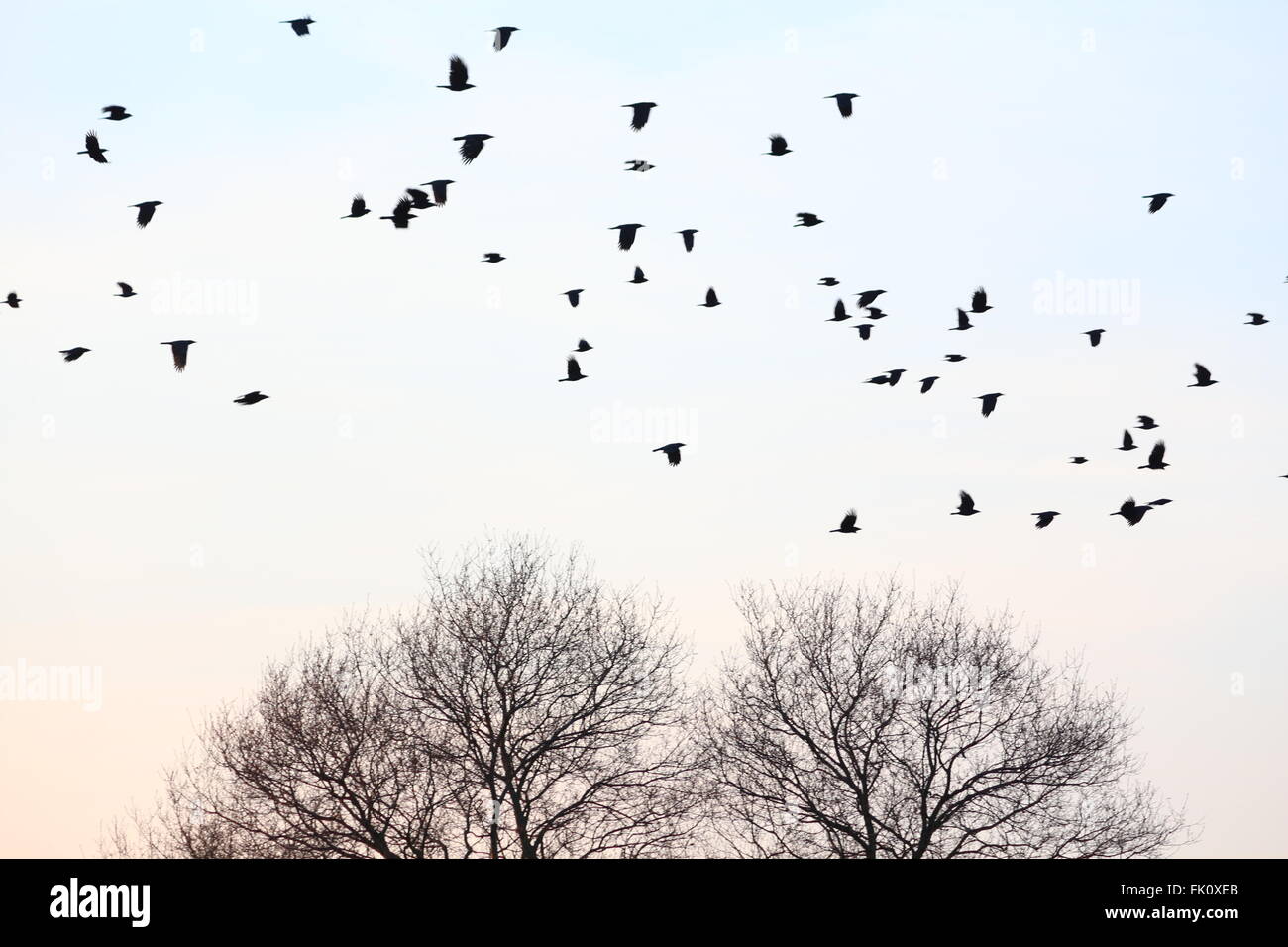 Un sacco di uccelli che vola su due alberi Foto Stock