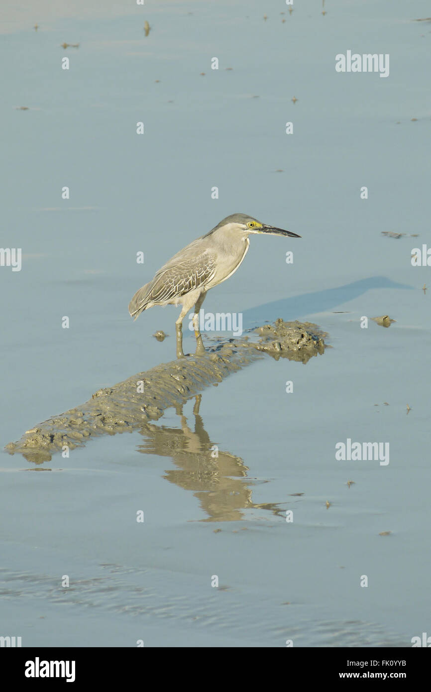 Ritratto di un airone striato Foto Stock