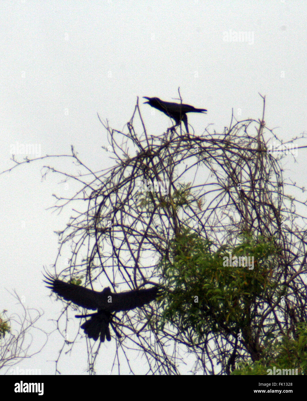 Il Bintan, Isole Riau, Indonesia. Mar 5, 2016. Il Bintan, Indonesia - 05 Marzo: la slanciata fatturati crow (Corvus enca) visto in foresta Tanjungpinang il 05 marzo 2016 nell'isola di Bintan, Indonesia. Si è trovato in Brunei, Indonesia, Malaysia e Filippine. Il suo habitat naturale sono subtropicale o tropicale umida foreste in pianura e subtropicale o tropicale foreste di mangrovie. © Sijori Immagini/ZUMA filo/Alamy Live News Foto Stock