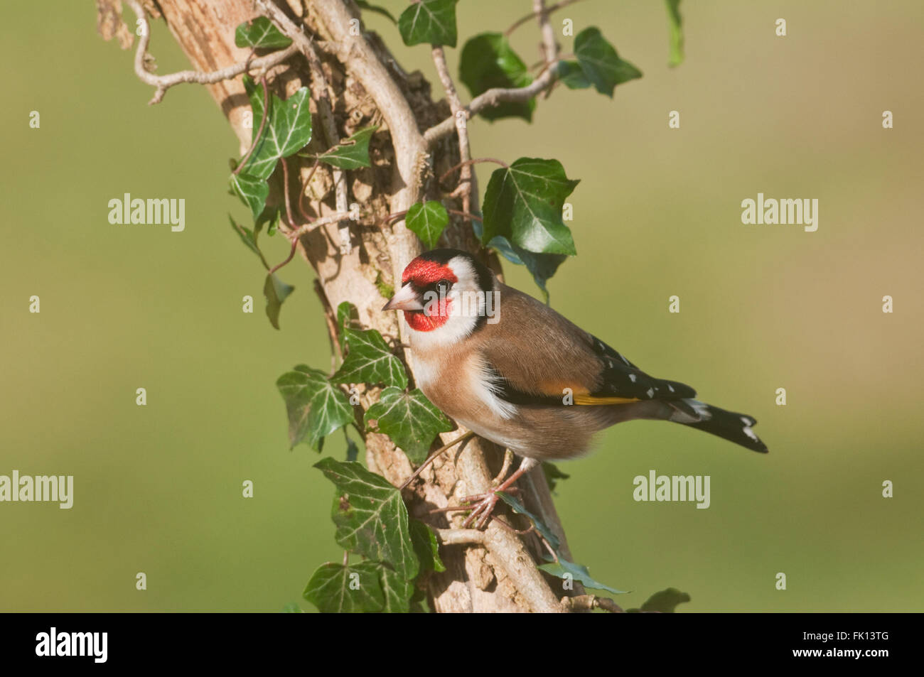 Cardellino europeo (Carduelis carduelis) sulla coperta di edera branch Foto Stock
