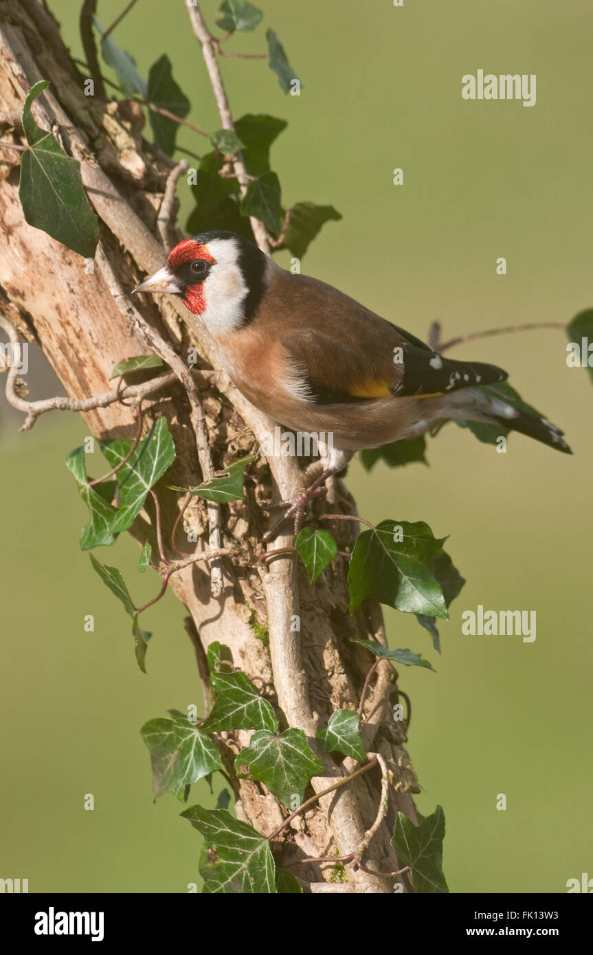 Cardellino europeo (Carduelis carduelis) sulla coperta di edera branch Foto Stock