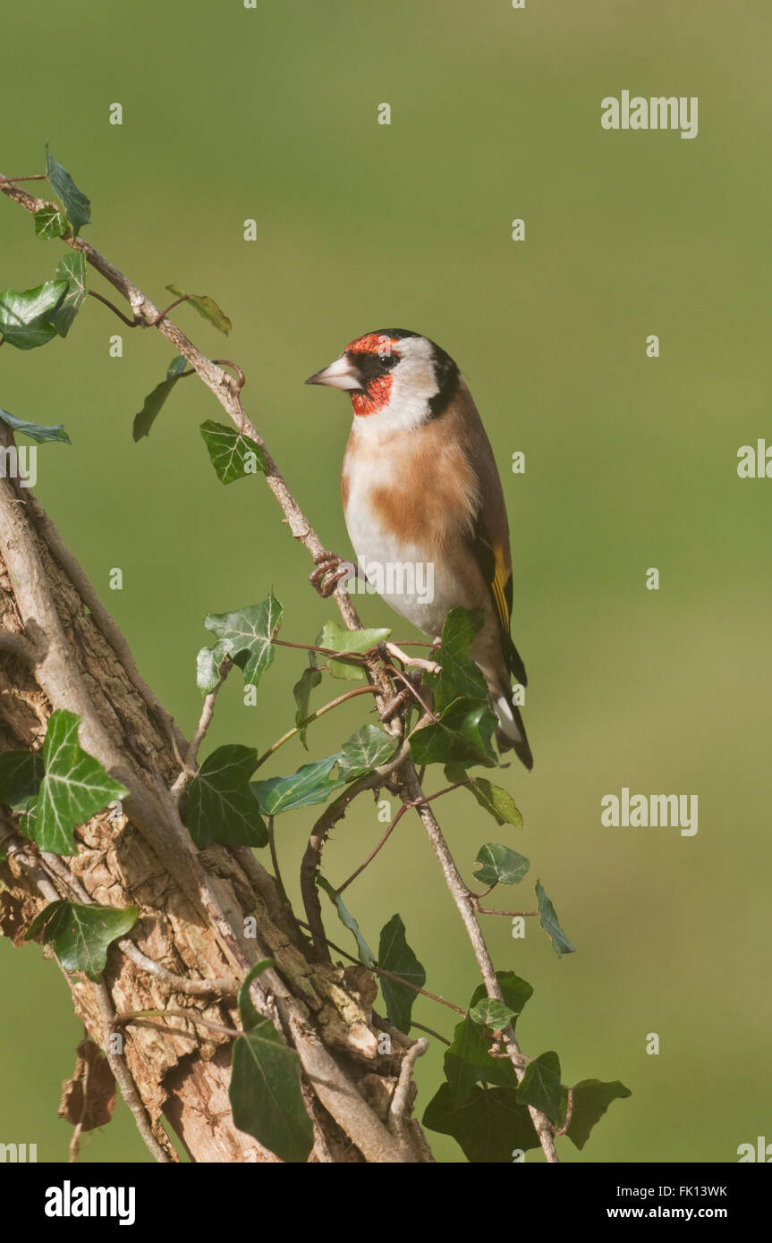 Cardellino europeo (Carduelis carduelis) sulla coperta di edera branch Foto Stock