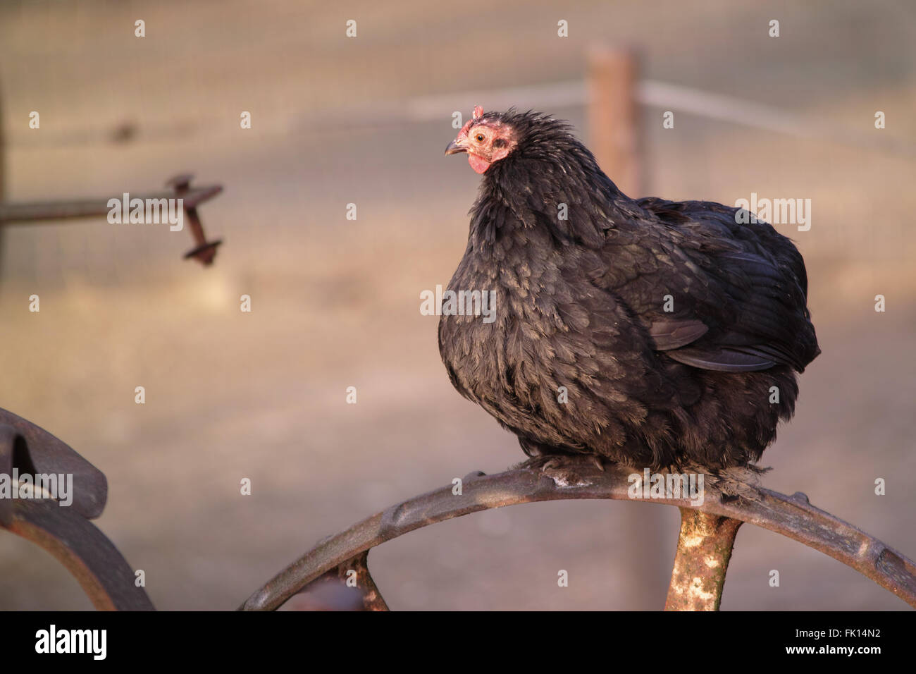 Nero seduta di pollo Foto Stock
