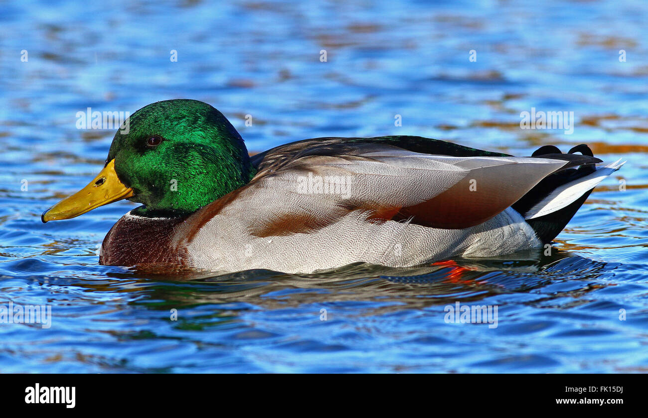 Mallard / Duck selvatico maschio, nuoto Foto Stock