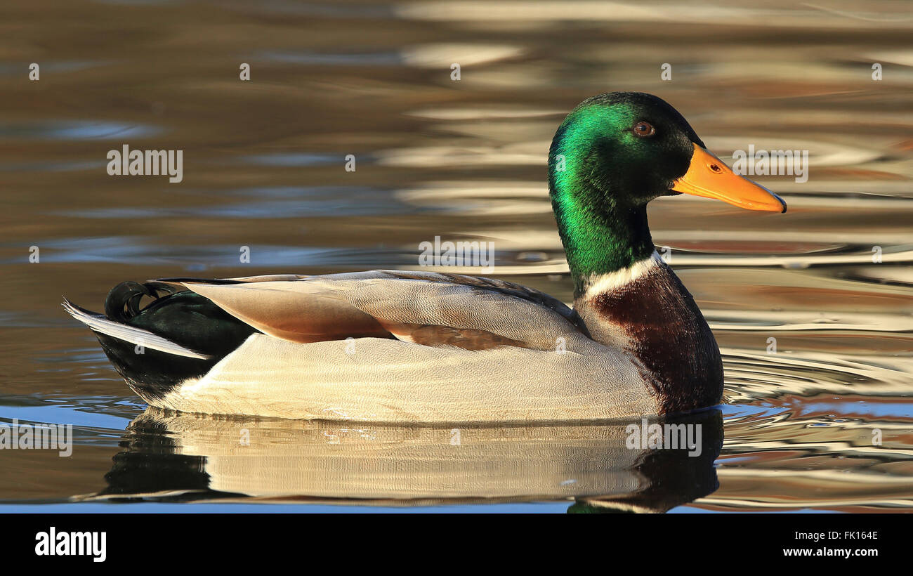 Mallard / Duck selvatico maschio, nuoto Foto Stock
