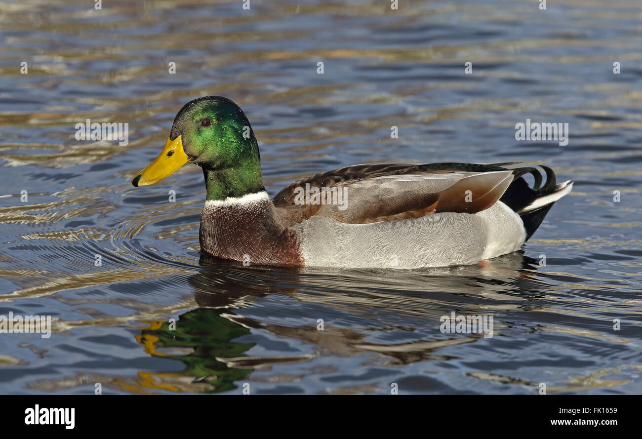 Mallard / Duck selvatico maschio, nuoto Foto Stock
