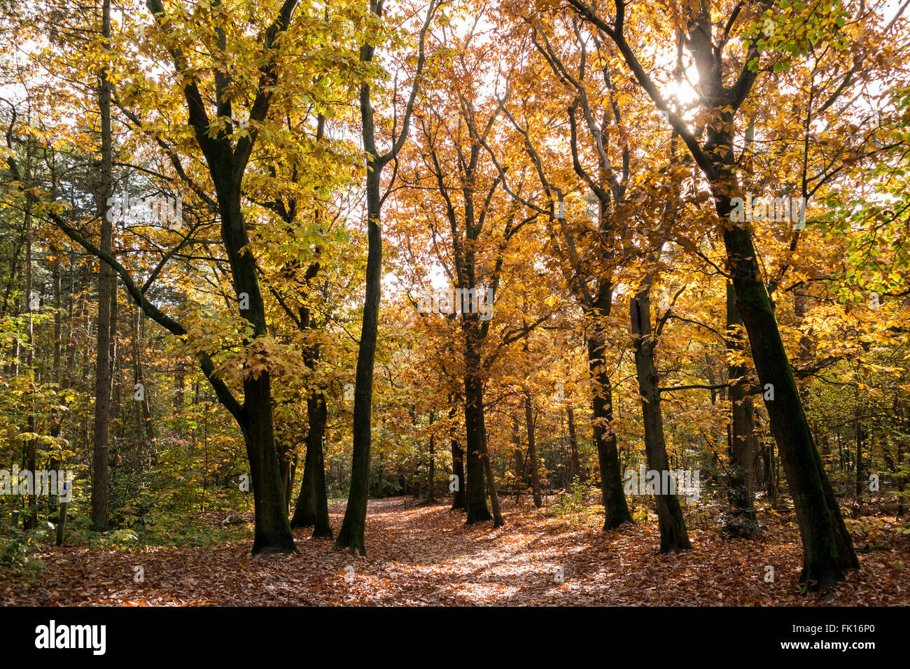 Sentiero escursionistico e colori d'autunno di alberi in una giornata di sole in boschi di Utrechtse Heuvelrug, Paesi Bassi Foto Stock