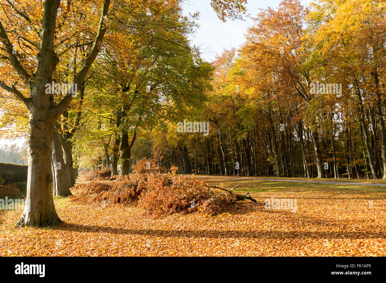 Fila di alberi e molti vecchi caduta foglie nel bosco in autunno, Paesi Bassi Foto Stock