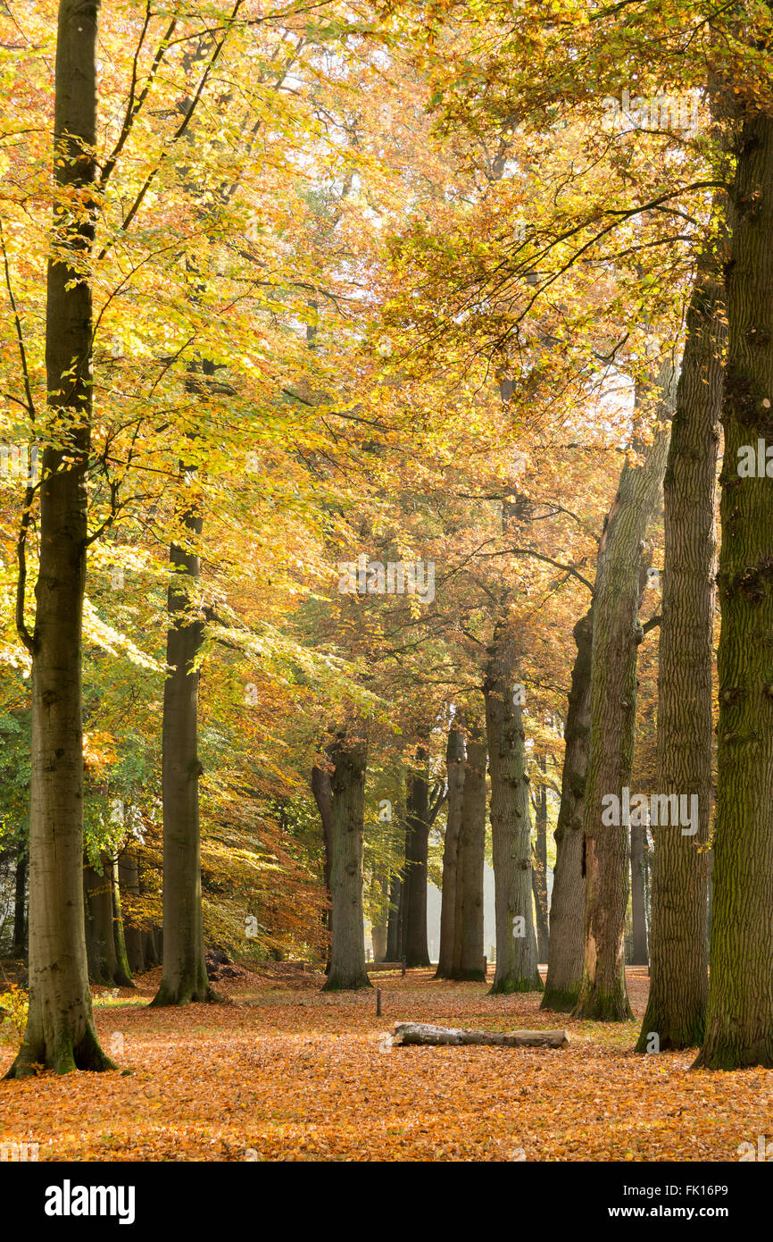 Vista verticale di alberi, linee e molte foglie cadute in autunno nel parco in Baarn, Paesi Bassi Foto Stock
