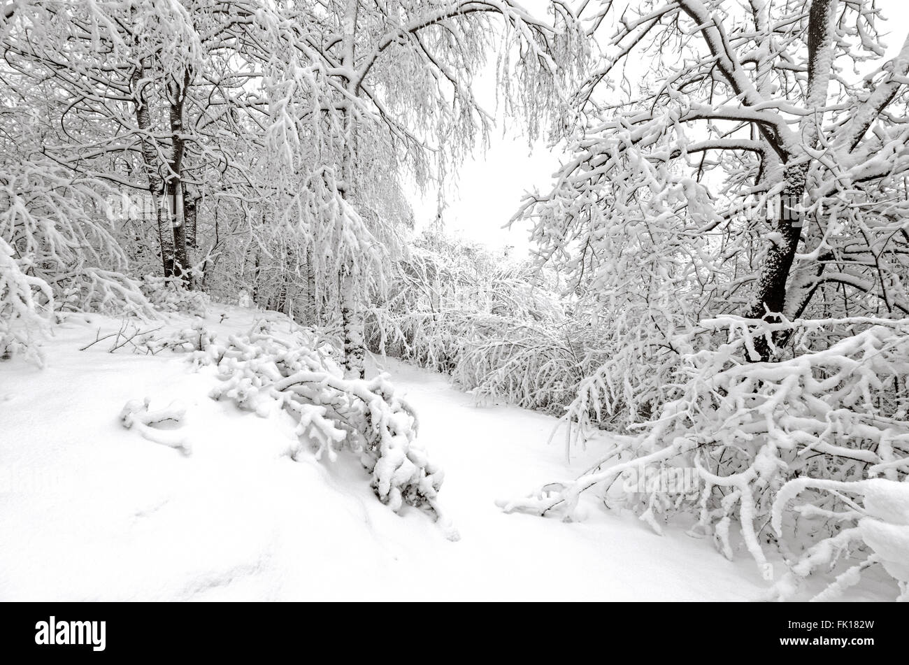 Inverno con neve sugli alberi dopo la tempesta Foto Stock