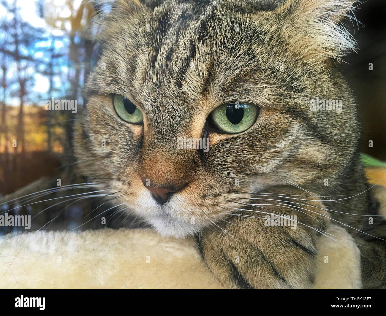 Un altopiano Lynx cat seduto su una torre guardando al di fuori. Il riflesso di ciò che egli vede è il vetro dietro di lui e in uno Foto Stock