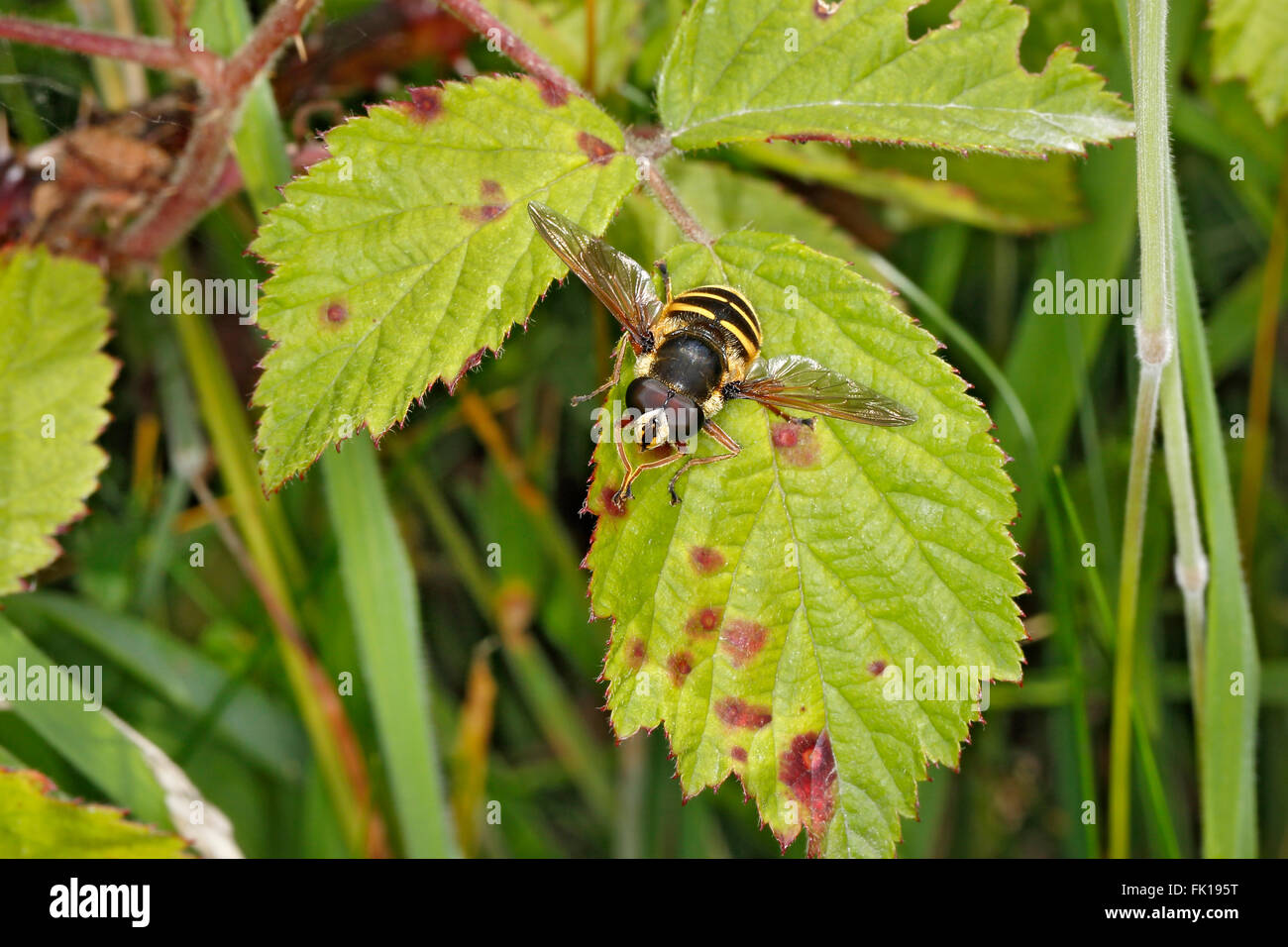 Hoverfly (Sericomyia silentis) in appoggio sulla lamina su strada orlo North Wales UK agosto 57495 Foto Stock
