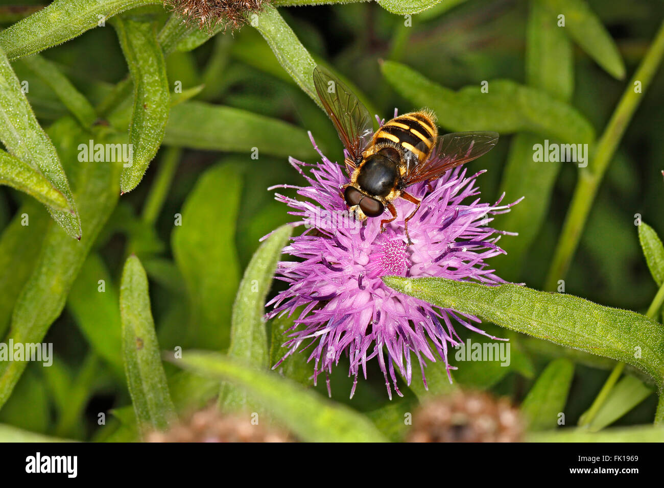 Hoverfly (Sericomyia silentis) alimentazione su Fiordaliso (Centaurea nigra) fllower sulla strada orlo North Wales UK agosto 57611 Foto Stock