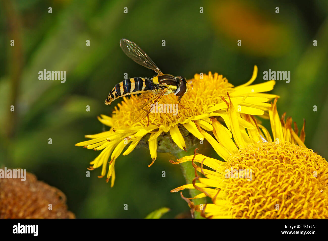Hoverfly (Sphaerophoria scripta) alimentazione sul comune (Fleabane Pulicaria dysenterica) fiore CHESHIRE REGNO UNITO settembre 59008 Foto Stock