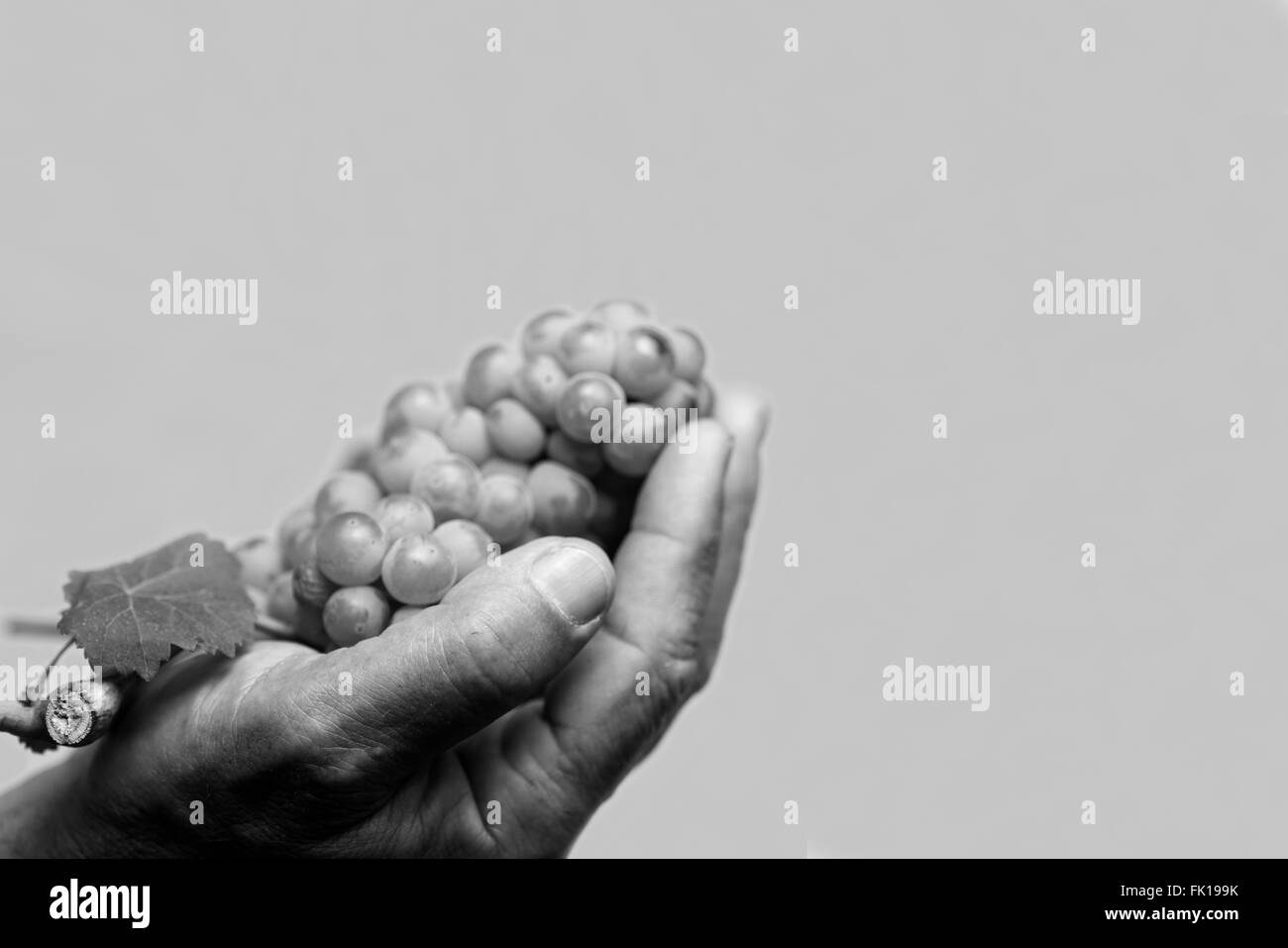 Orizzontale vista anteriore di un duro lavoro di contenimento a mano fino a mosti di uve fresche con foglie su sfondo grigio Foto Stock