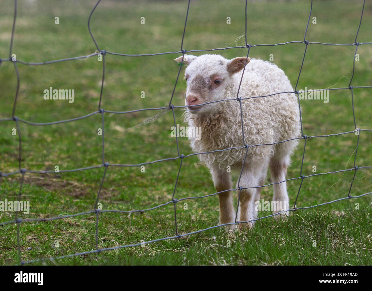 La foto in orizzontale di un agnello seduto su un prato verde campo con un recinto di fronte Foto Stock