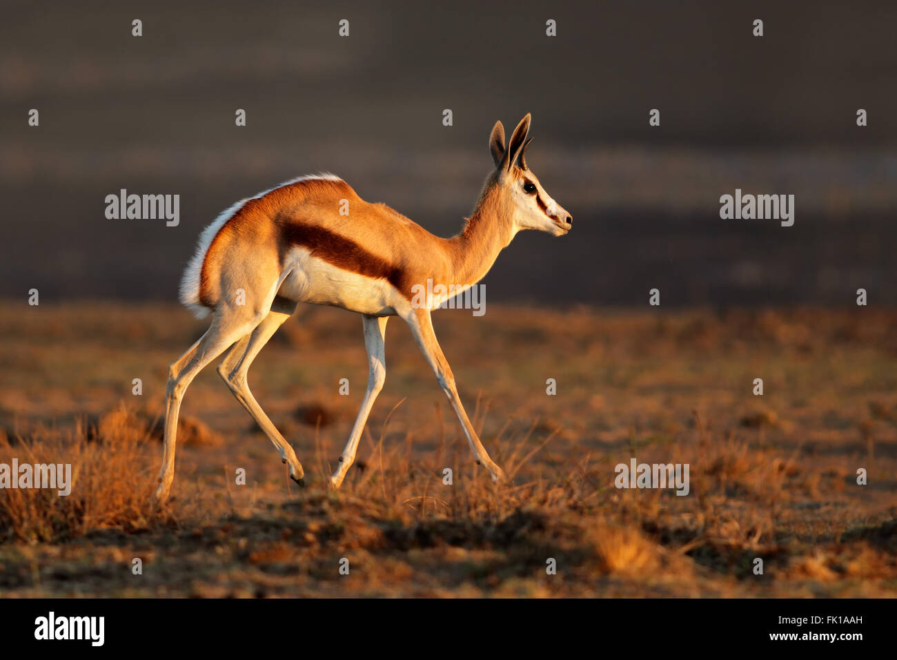Un springbok antilope (Antidorcas marsupialis) nel tardo pomeriggio di luce, Sud Africa Foto Stock