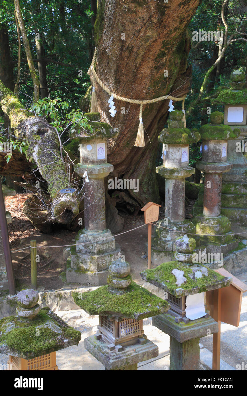 Giappone, Nara, Kasuga Wakamiya Santuario, lanterne di pietra, sacro del cavo di alimentazione, Foto Stock