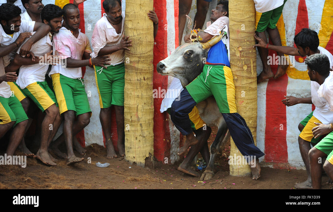 Jallikattu /addomesticare il Bull è una 2000 anno vecchio sport nel Tamilnadu,l'India.it succede durante pongal (harvest festival) celebrazioni Foto Stock