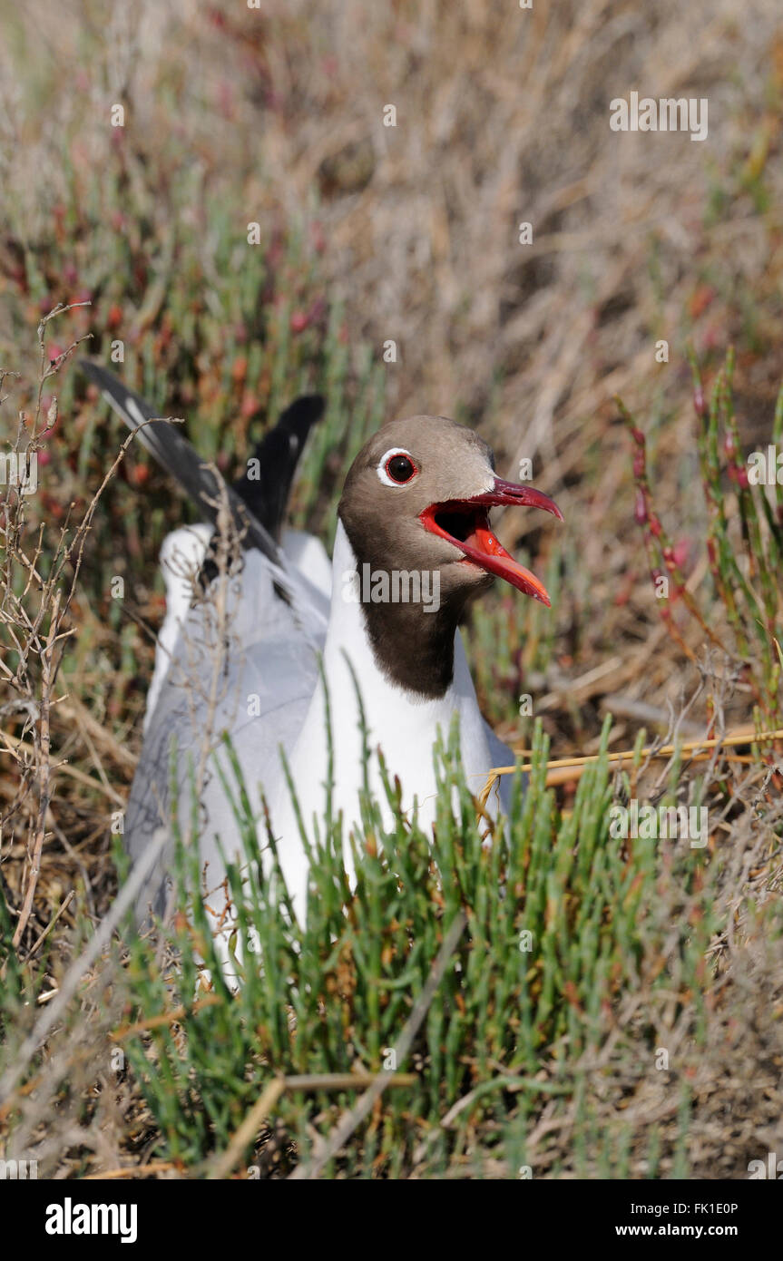 Testa nera Gull Larus ridibundus close up ritratto di profilo, in estate piumaggio Foto Stock