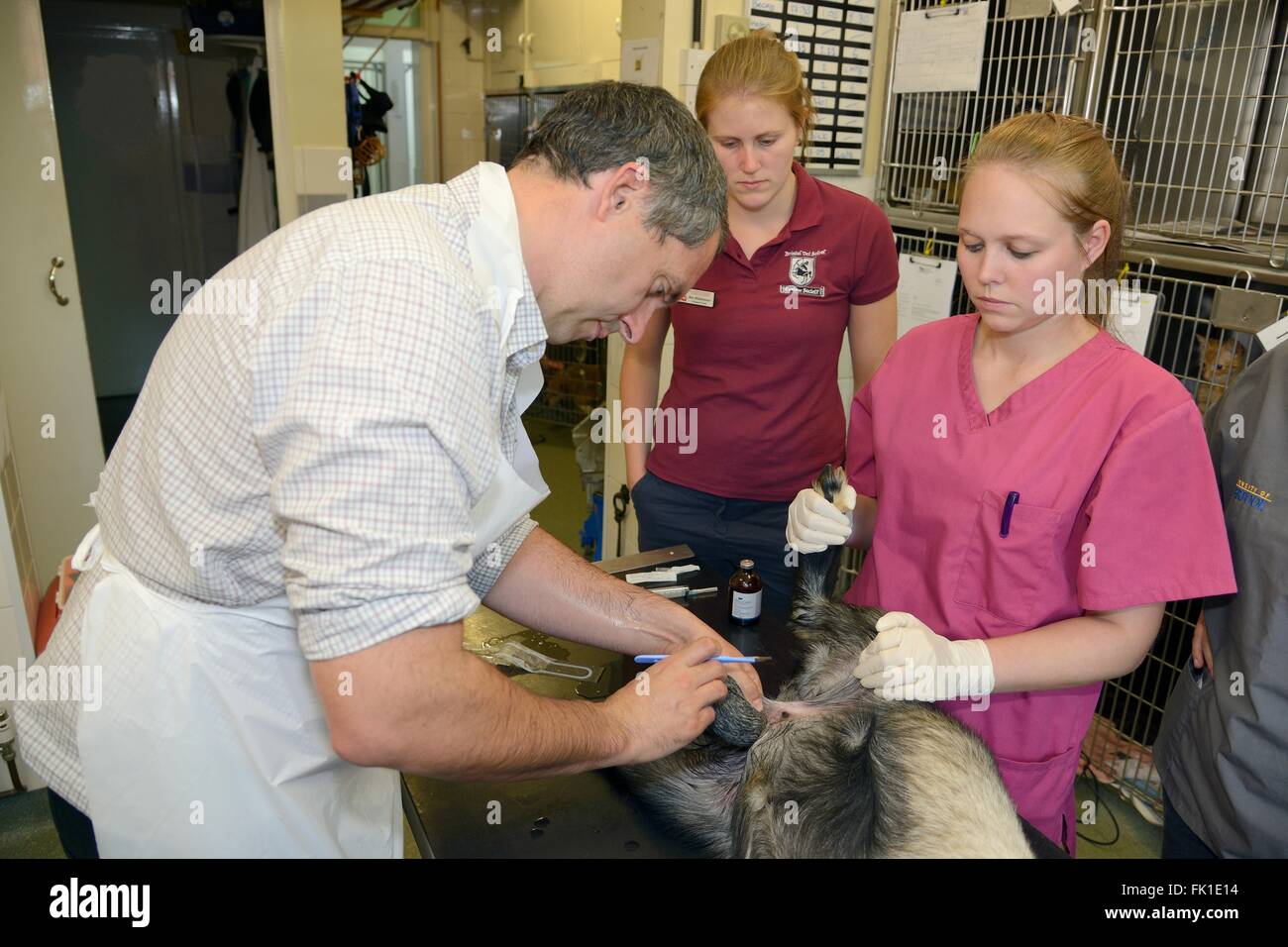 Veterinario circa per utilizzare un bisturi castrati un sedati giovane maschio di capra pigmeo detenute da un infermiere veterinario come uno studente osserva Foto Stock