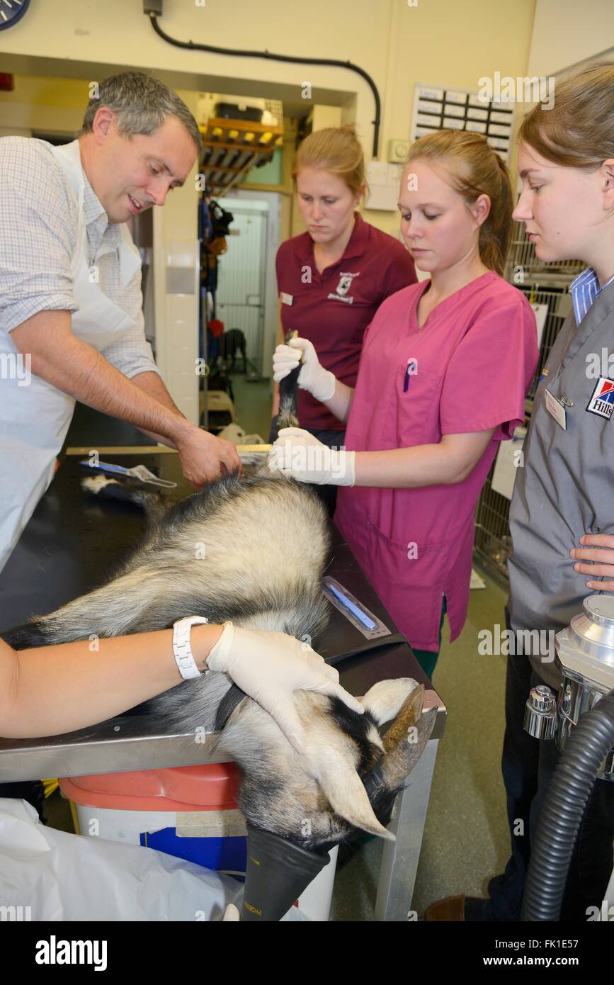 Veterinario castrare un sedati giovane maschio di capra pigmeo detenute da un veterinario infermiere in un teatro operativo come gli studenti osservano. Foto Stock