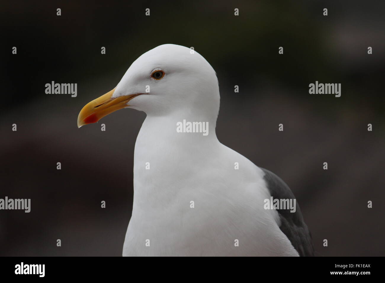 Seagull in una impostazione scuro Foto Stock