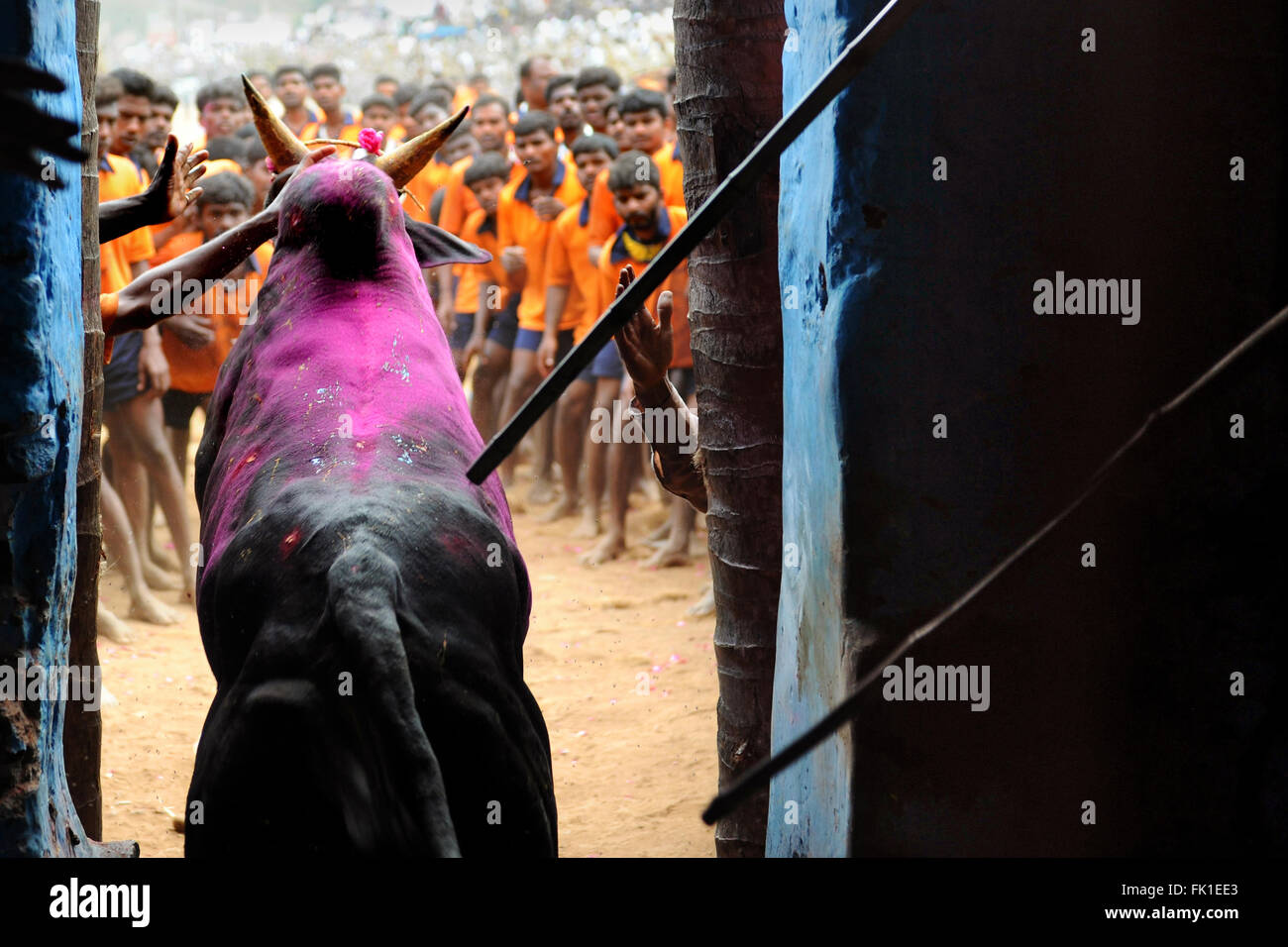Jallikattu /addomesticare il Bull è una 2000 anno vecchio sport nel Tamilnadu,l'India.it succede durante pongal (harvest festival) celebrazioni Foto Stock
