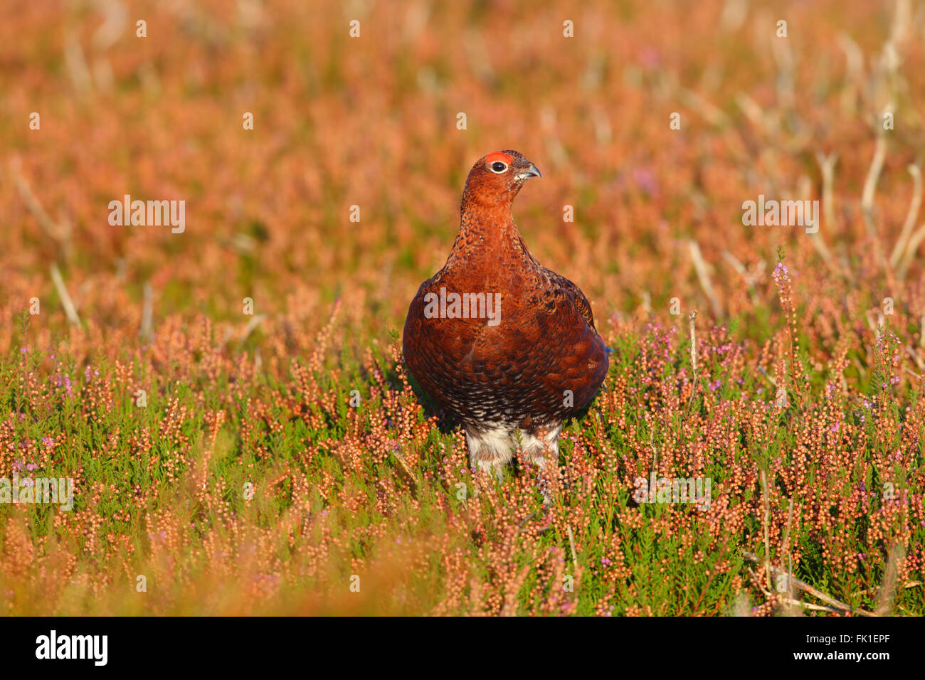 Maschio di gallo forcello rosso Lagopus lagopus Scotica su un Yorkshire moor Foto Stock