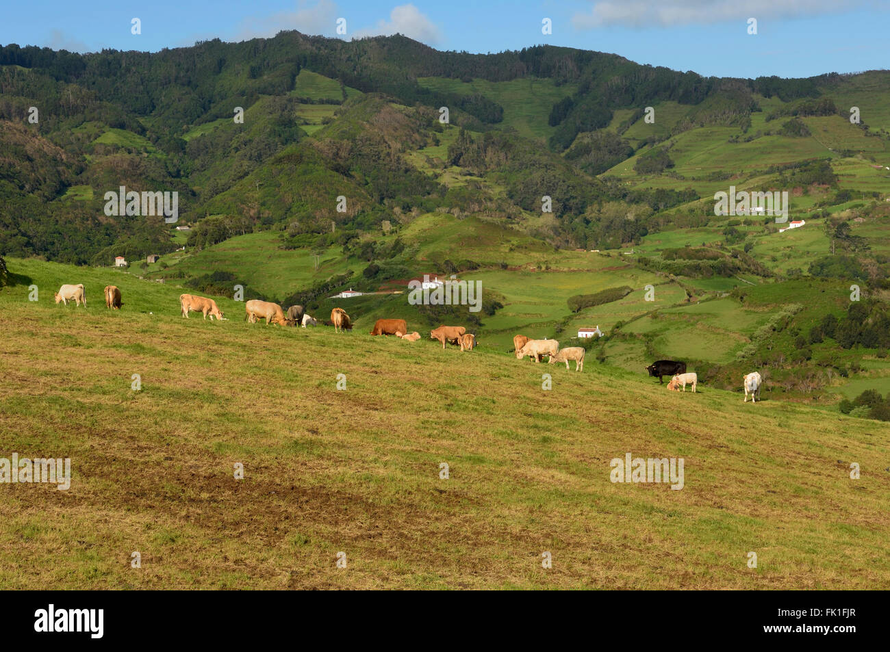Bestiame al pascolo. Santa Maria Island, Azzorre, Portogallo. Europa Foto Stock