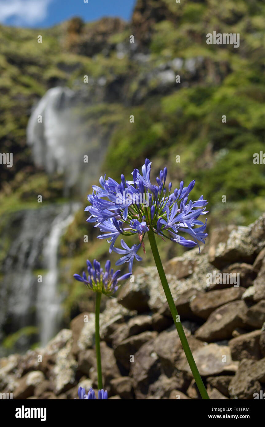 Agapanthus crescente accanto alla cascata di Aveiro. Maia. Santa Maria Island. Azzorre. Il Portogallo. Europa Foto Stock