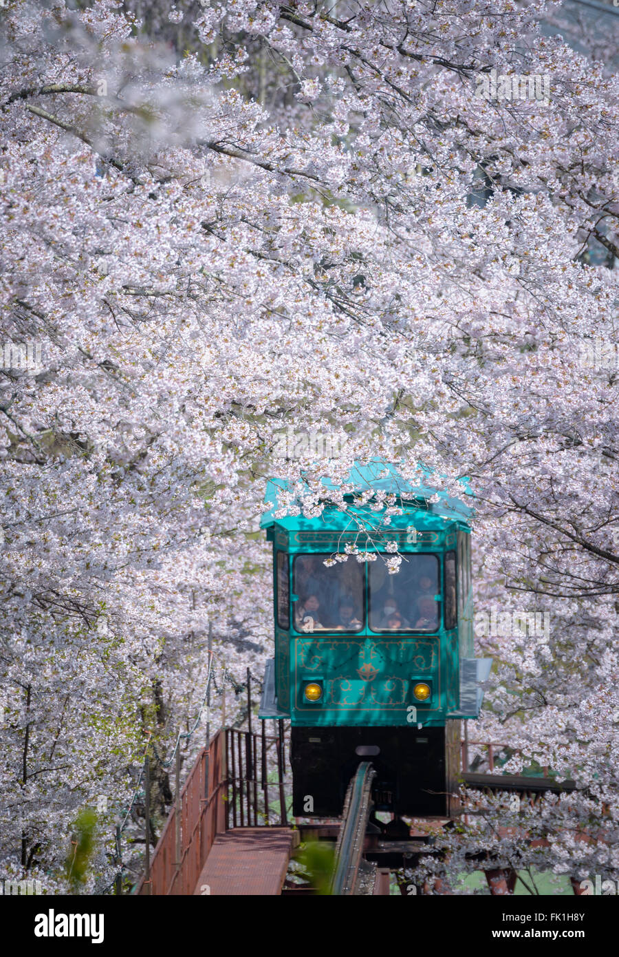 MIYAGI,Giappone - aprile 16 : una pendenza vettura fa la sua strada giù per un sentiero dei fiori di ciliegio dalla cima di una collina nel castello Funaoka Rui Foto Stock