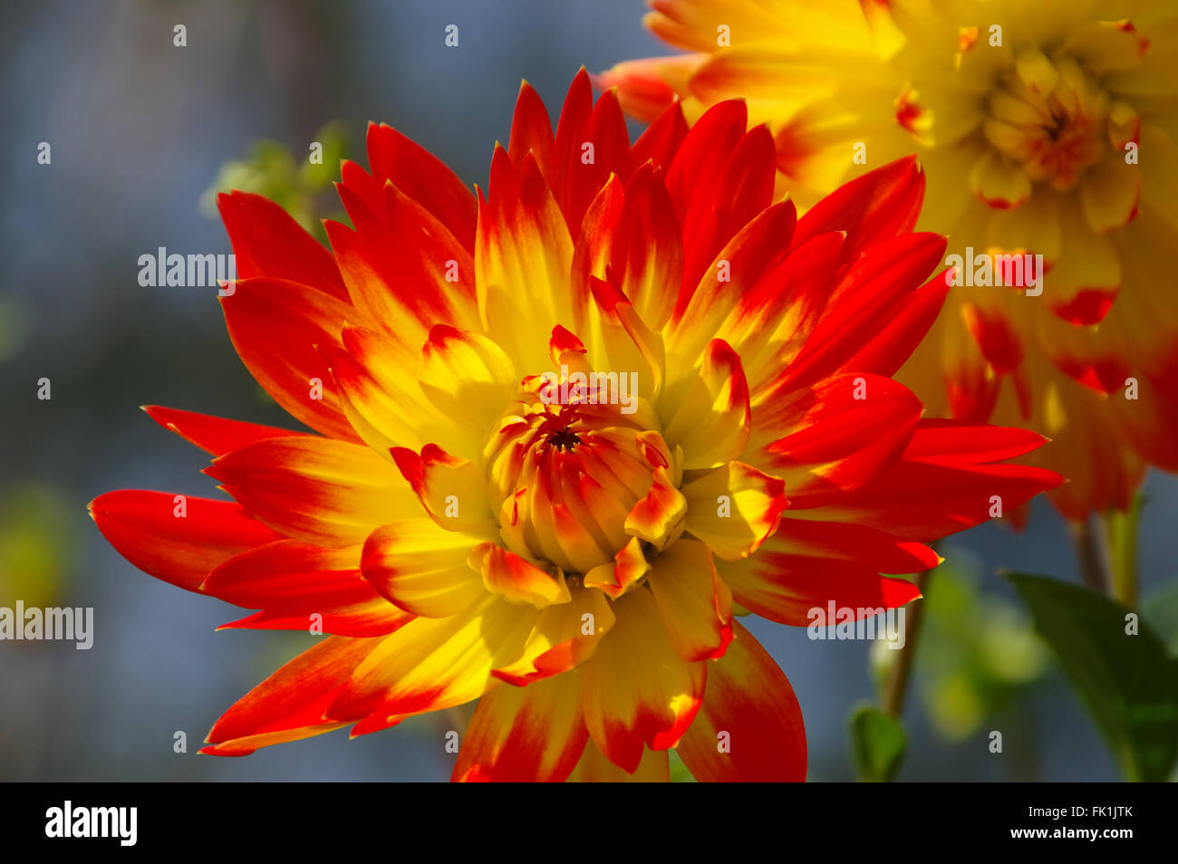 Dahlie in rot und gelb - Fiore Dahlia in rosso e giallo, giardino estivo Foto Stock