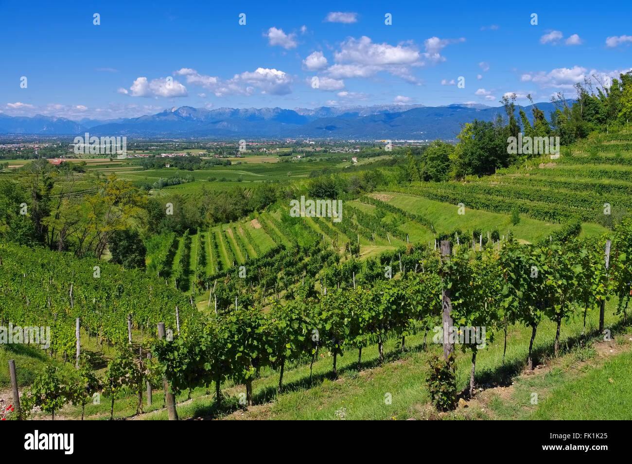 Friuli Weinberge in Norditalien - Friuli vigneti nel nord Italia Foto Stock