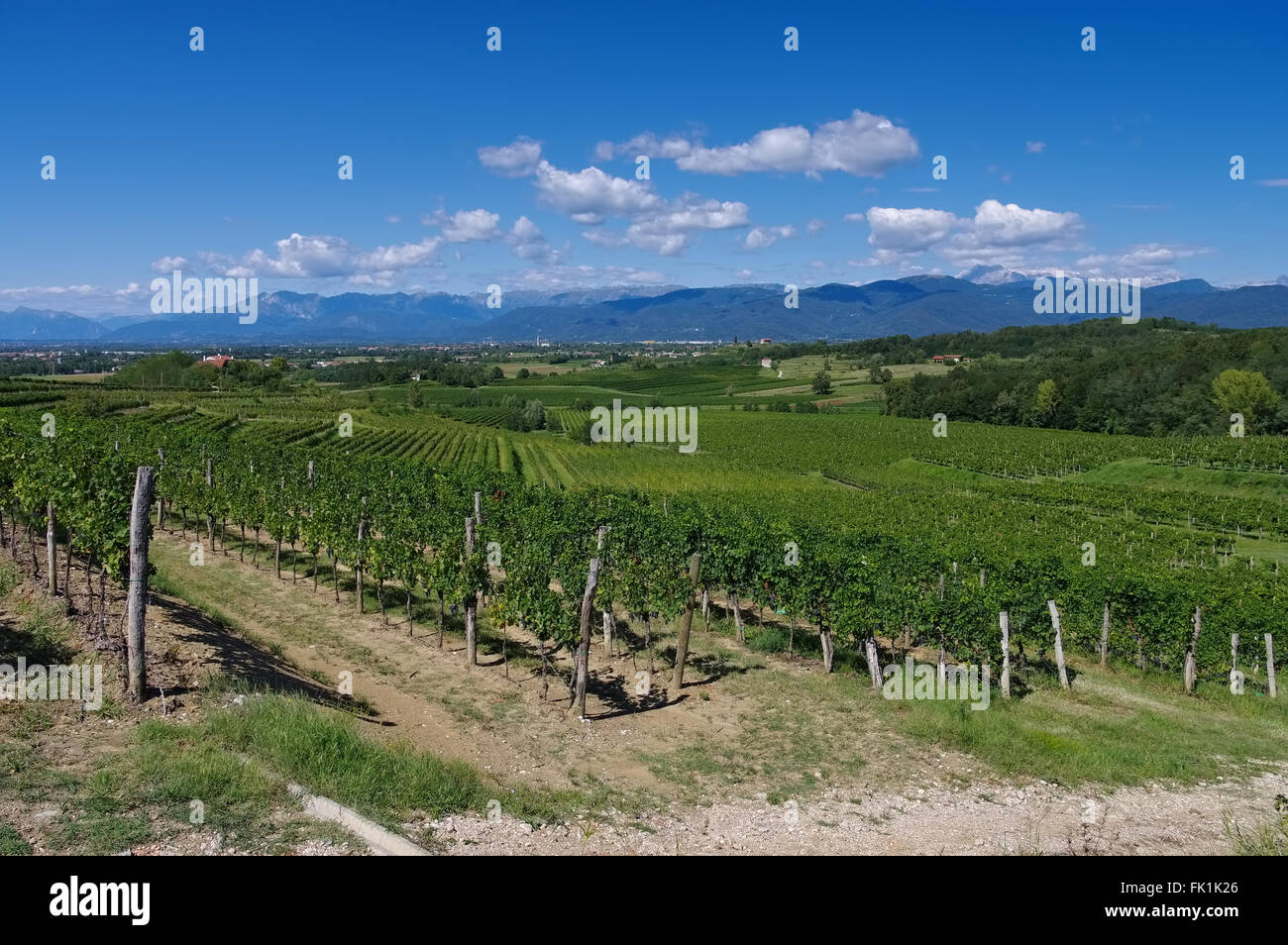Friuli Weinberge in Norditalien - Friuli vigneti nel nord Italia Foto Stock