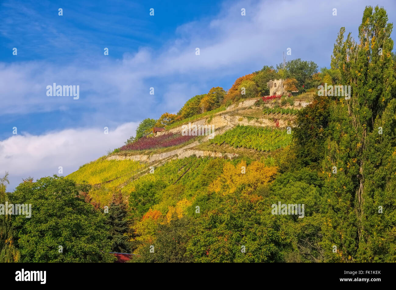 Saale Unstrut Weinberge im Herbst - Saale Unstrut vigneti in Germania in autunno Foto Stock